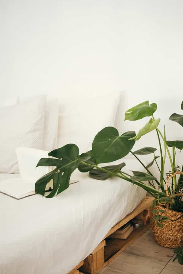 bed with plant next to it