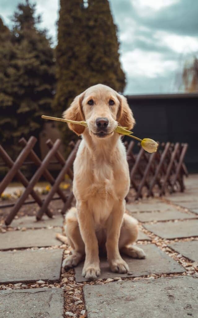 dog with flower in mouth