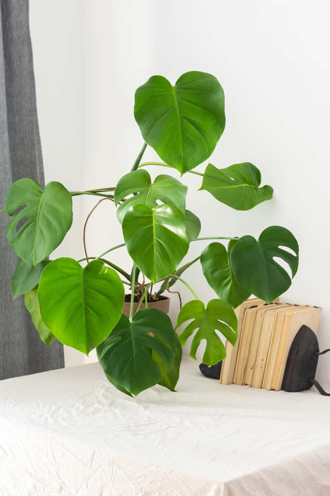 selling a healthy plant on etsy