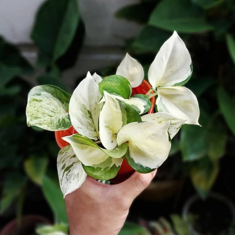 a person selling plants on etsy holding a beautiful harlequin pothos