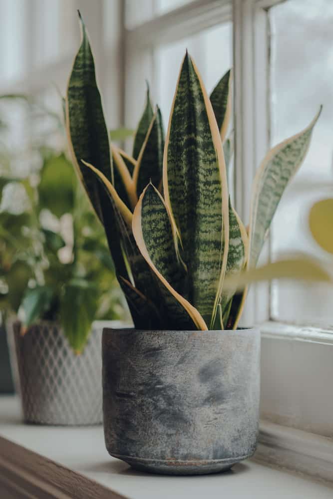 one of the best selling plants on etsy is snake plant