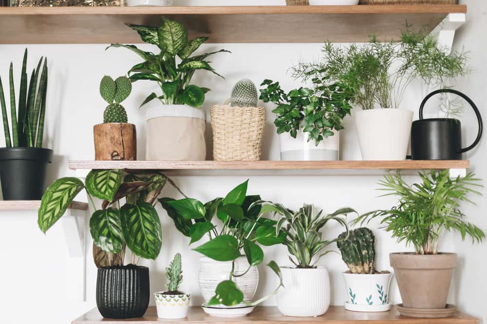 shelf with options on it for selling different plants on etsy